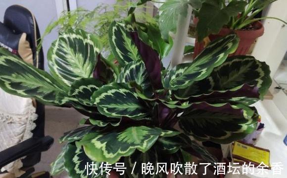 养花施肥不懂!摸清这3知识点,保证盆栽用对肥得到最佳效果