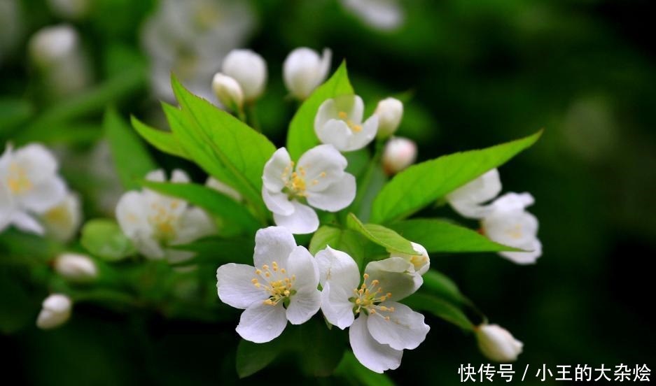 成语|这个成语如今用来骂人,可它当初却是极佳的赞语,一般人享用不起