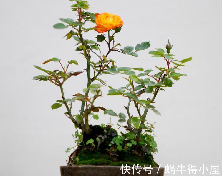 微型玫瑰|好看的微型月季总是养不活,问题出在哪,一起来看看吧