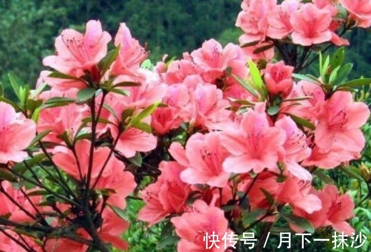 便宜又好养的几款花卉,对待新手很友好,丢到阳台四季有花开