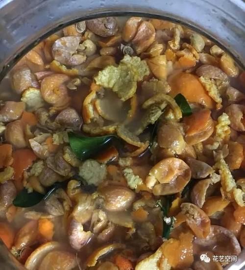 瓜子皮|别把好东西当垃圾扔,这种东西养花特好使,后悔知道太晚了