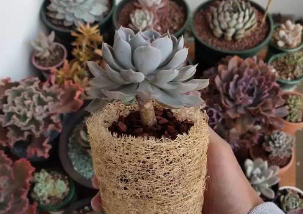 株苗|10度养多肉，不拖延这3件事，越冬后才不会仅剩空盆、垃圾