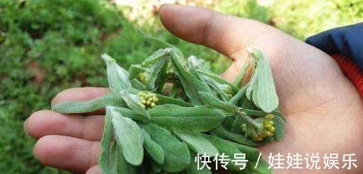 清明|农村田间不起眼的“清明菜”,以前被用来喂猪,排毒还能清血管