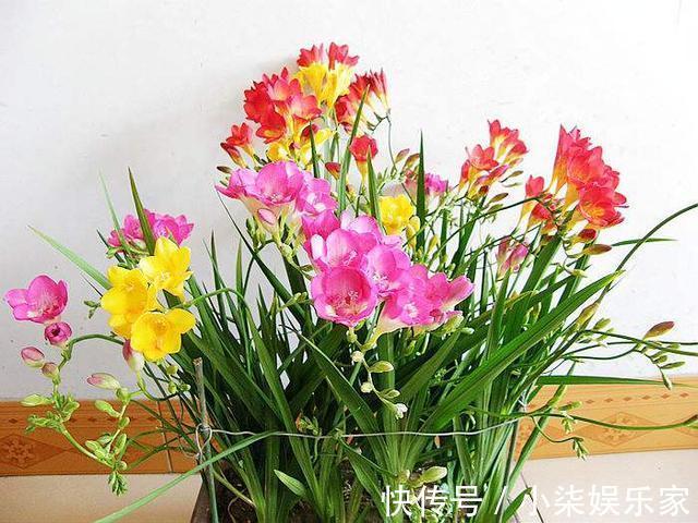 1种花“了不起”,秋天上盆,冬天花朵“爆盆”,比香水好闻10倍