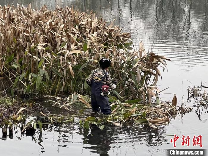 收割|浙江西湖迎来“大扫除” 涉及四百余亩湖面景观
