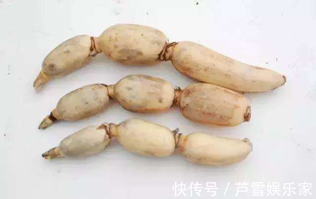 野草|农村这种野草,李时珍称它“服之面如桃花,轻身不老”!你见过么