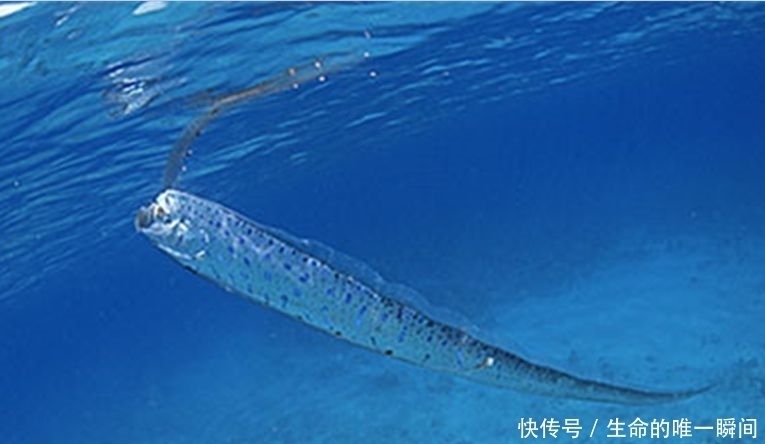 带鱼做法|带鱼新吃法!花式吃带鱼,瞬间完爆其他鱼!