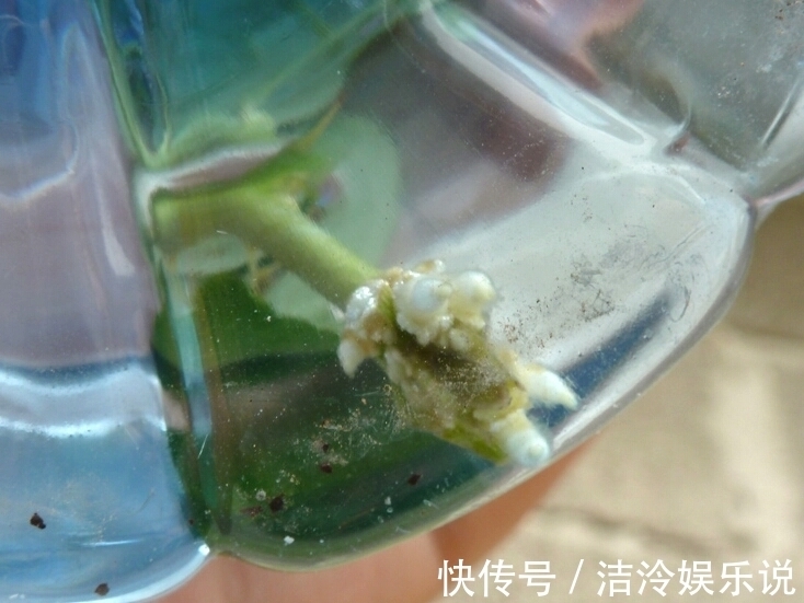多肉|矿泉水瓶有“大作用”，10个“用法”最经典，可以种豆芽、养花