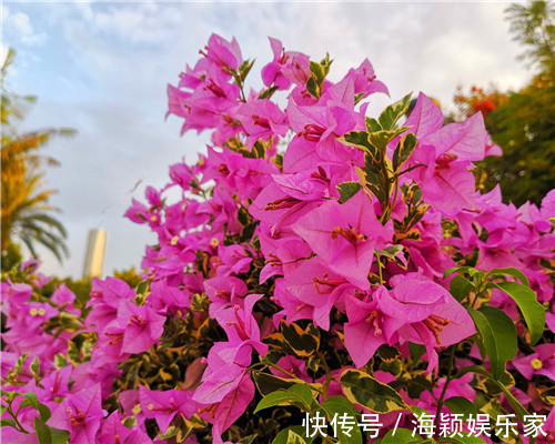 夏季|三角梅如何安全度夏教你3个养护的小妙招,不再黄叶干枯