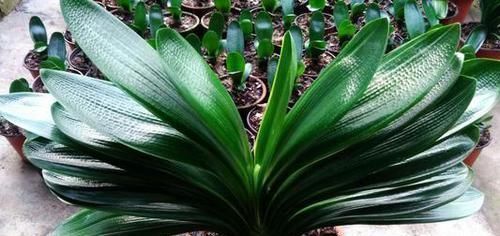 光照|冬天养君子兰有技巧,掌握几个要点,叶片挺拔如折扇,开花鲜艳!