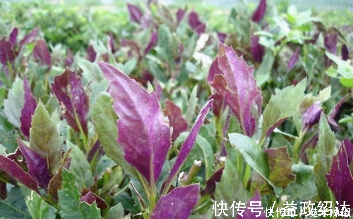 橙子|对身体很好的3种食物，值得天天吃一些，补充体力，增强抵抗力