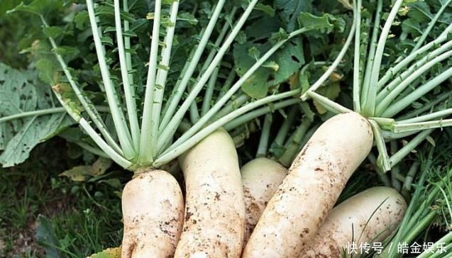 七十岁奶奶说到，腌萝卜这两步很重要，香辣脆爽、储存时间长