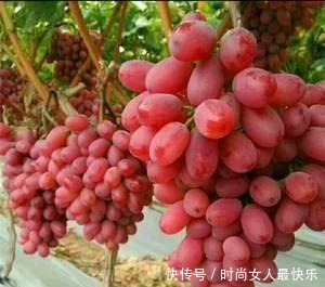 有钱人家院子里要栽此果树,美味可口又聚财,有土有水就不死