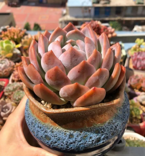 橙梦露|2021“很火”的多肉品种，神仙颜值、好养皮实，养过的都说好