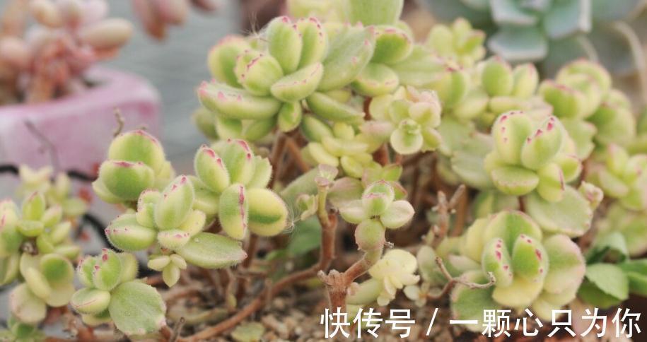 品种|喜欢多肉的人眼光都犀利:常规多肉遇冷,变异多肉反而受热捧
