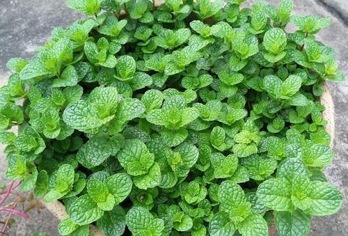 观赏价值|3种漂亮花,种在小盆里,不建议地栽,否则泛滥成灾,根本清不掉