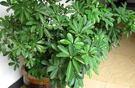 养花|人养花,花养人,常见在家里养以下4盆植物,更有益于身心健康