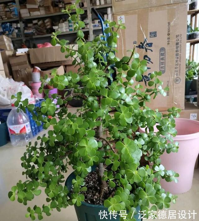 微酸性|金枝玉叶黄叶掉叶,掌握一招,叶绿花繁,颜值高