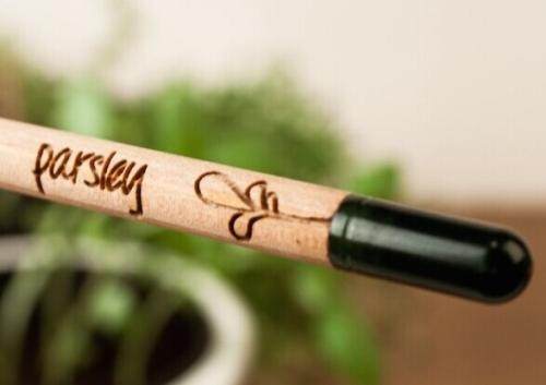 儿子把用剩的铅笔扔花盆，一个月后长出这东西，真是美的不像话！