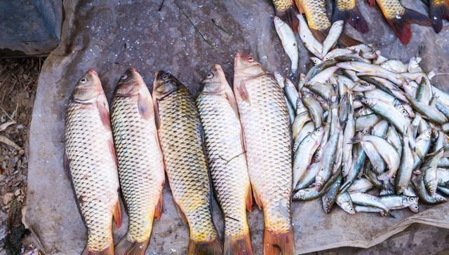 飞鱼|农村一种“飞鱼”,酷似黄辣丁,藏在石头缝里,吃过的都说太奢侈