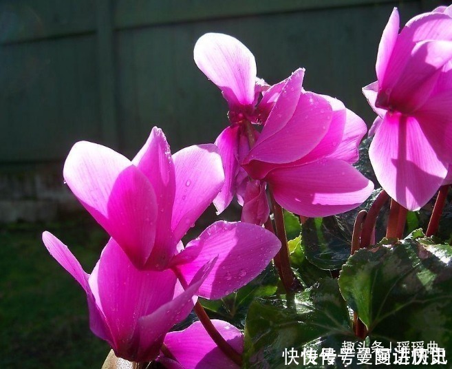 二氧化硫|此花是奥运会吉祥物,娇艳夺目,烂漫多姿,被日本人称为爱之圣花