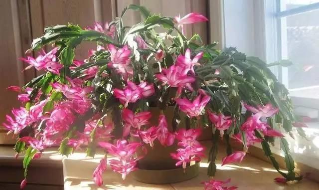 蟹爪兰|蟹爪兰茶花栀子花老是落蕾，学会这招分分钟开花