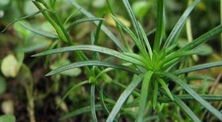 健康生|见到此野草,一定要拔回家,买60元一斤,作用非常大