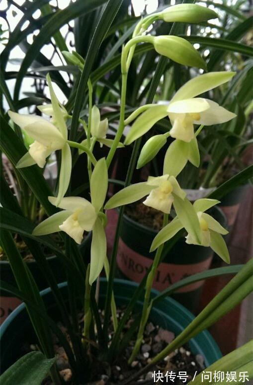 开花最勤的兰花，见土就生根，一年开3次，阳台放2盆，满屋都飘香
