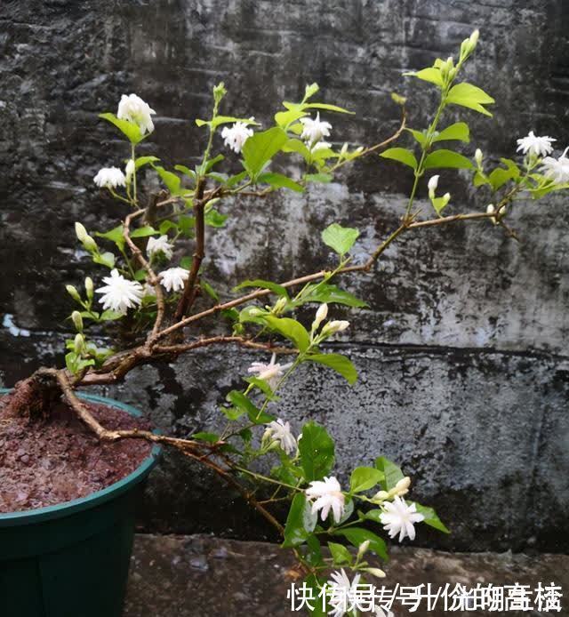 茉莉花|养茉莉花有5个常见问题，对于新手来说，避免才能花开不断不黄叶
