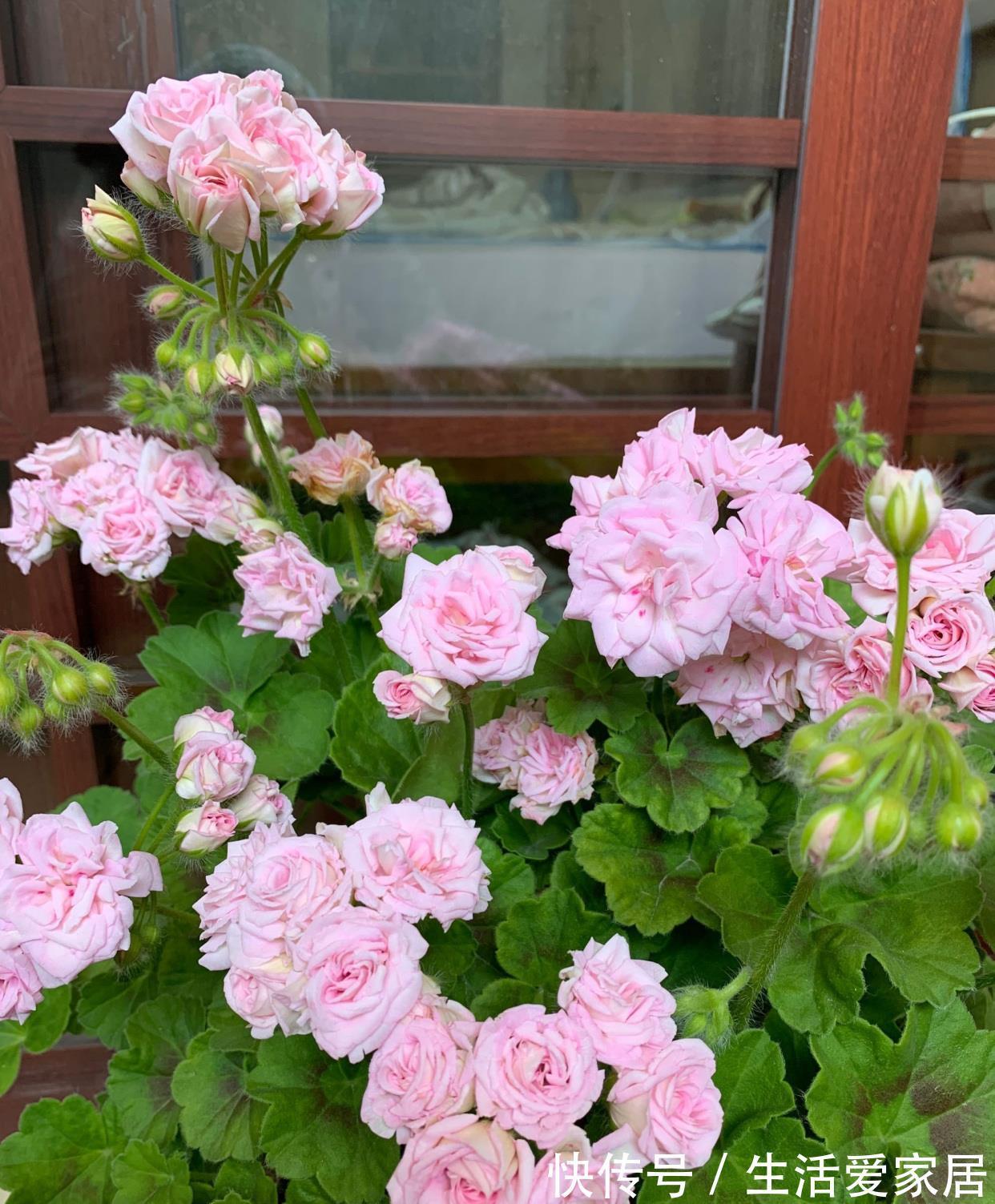 阳台|天竺葵“白鼠”，花美若玫瑰，丰花勤花，栽培简单，很值得拥有