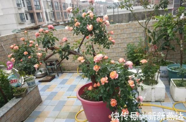 3种花养在小盆里，2年变老桩，茎干粗壮开花香，1次能开50朵