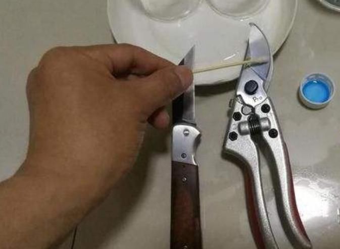 枝条|扦插不生根,大家“不用担心”,学些“小技巧”,扦插一根活一根