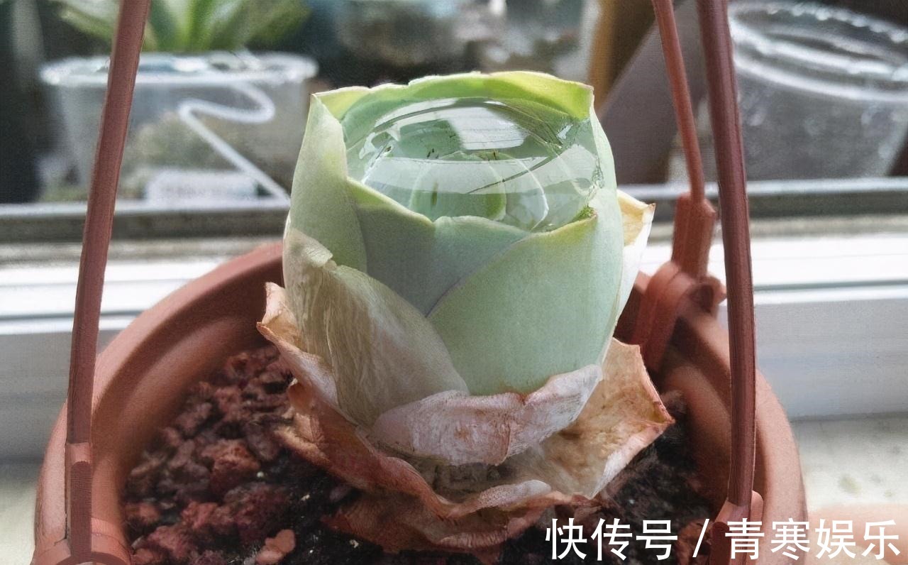 张大哥养肉10多年,总结出4个“耐热品种”,肉迷都喜欢