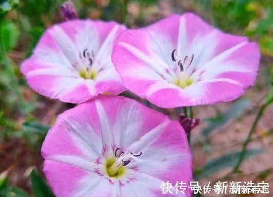 心静|为什么很多老人挺过了70岁，就容易长寿呢答案其实很简单