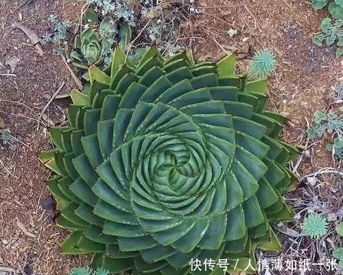 神“造”般的植物奇景,仿佛画作精品,小编已深深着迷!