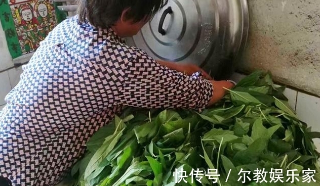 叶子|很多人只吃种子,其实叶子才是宝贝,20元500克却卖不够