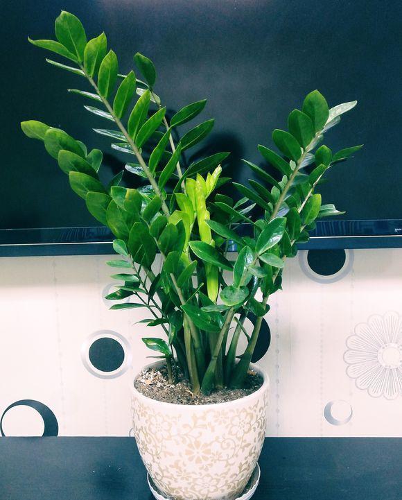 16种耐阴花,就算阳光不足,也能年年生长、开花