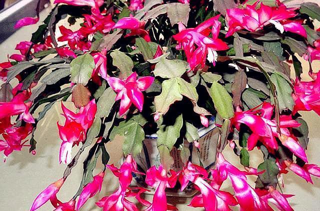 尴尬了!嫁接几个月的蟹爪兰,就是不生长,原来要用“它”才行!