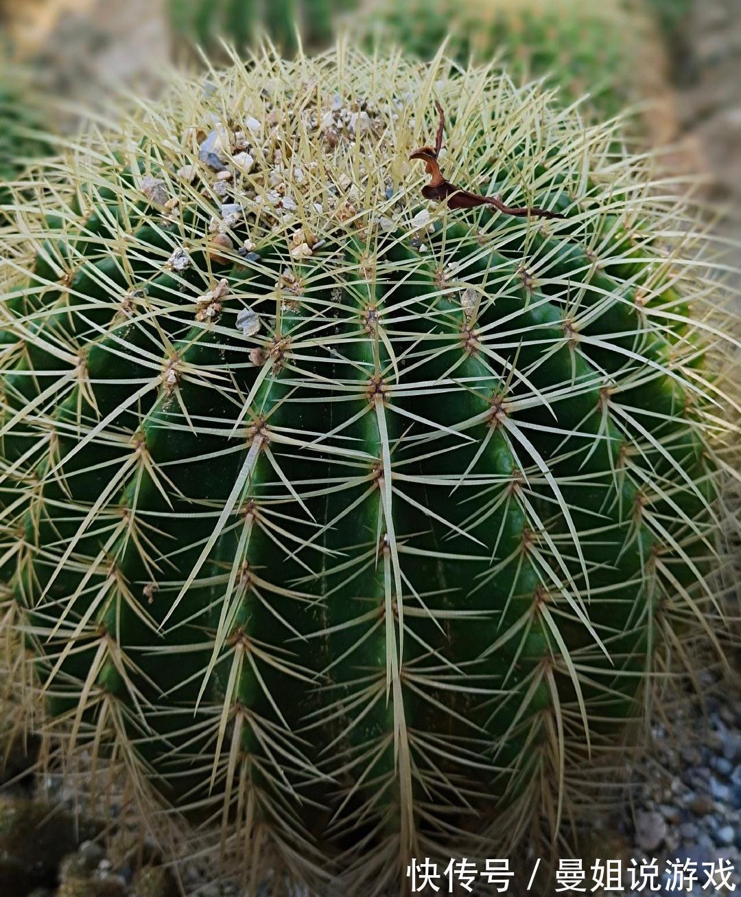 冬季养仙人球的2个技巧,越长越壮,顺利过冬花多色艳