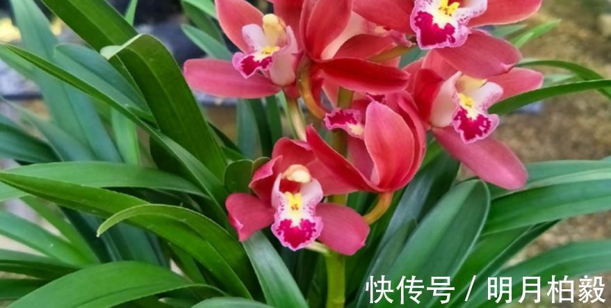 兰花界|兰花界的“奇葩”红贵妃,堪称盆栽佳品,养1盆四季开花