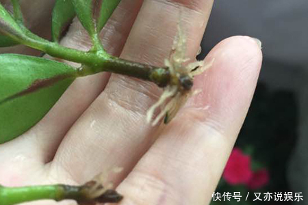 金鱼吊兰|金鱼吊兰怎样扦插教你4种扦插方法,2周就能生根,一盆变10盆