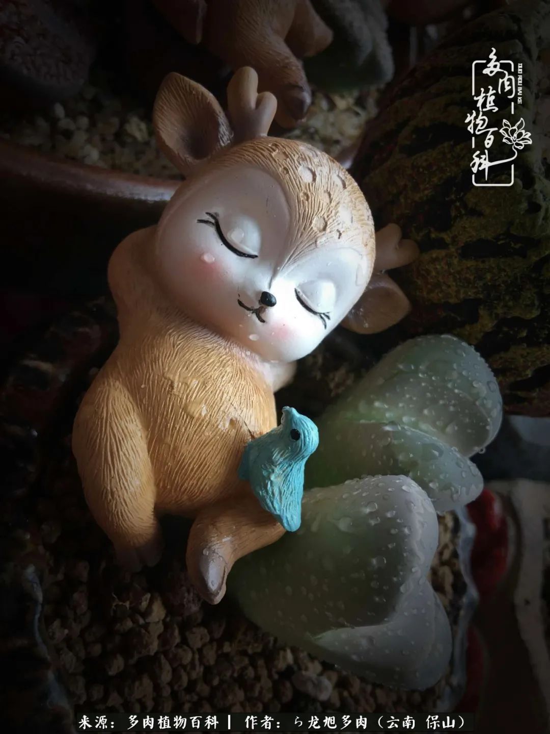 多肉植物|遇见多肉，遇见不一样的你，一养就是10几年！