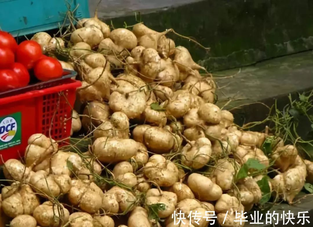 葛薯|梧州这种土货正大量上市！你有多少年都没吃过了？