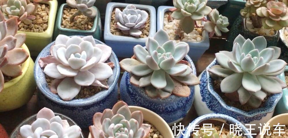 多肉控水不等于断水,掌控好浇水节奏和水量,多肉更精致