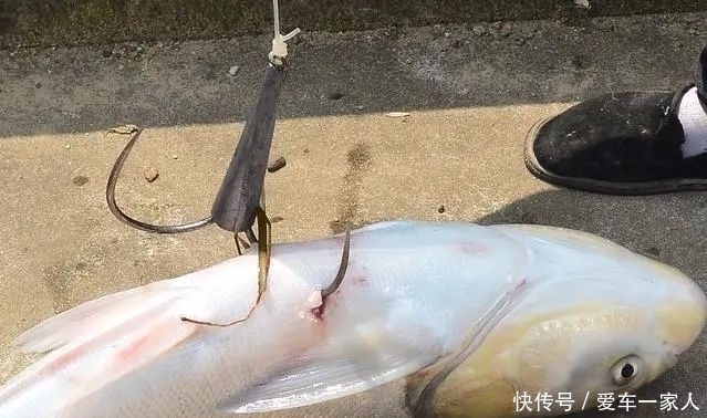 比锚鱼还“血腥”,“射鱼”正在兴起,引来了广大市民的愤怒