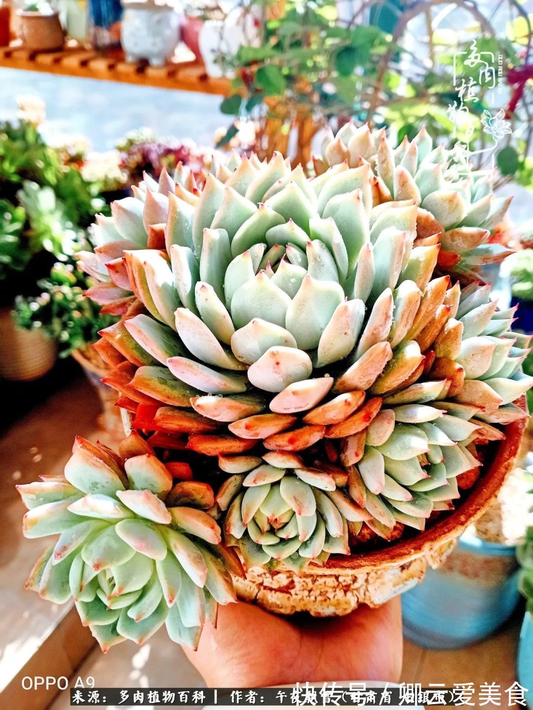 久在晴冬等雪来——北方阳台党的多肉成长历程！