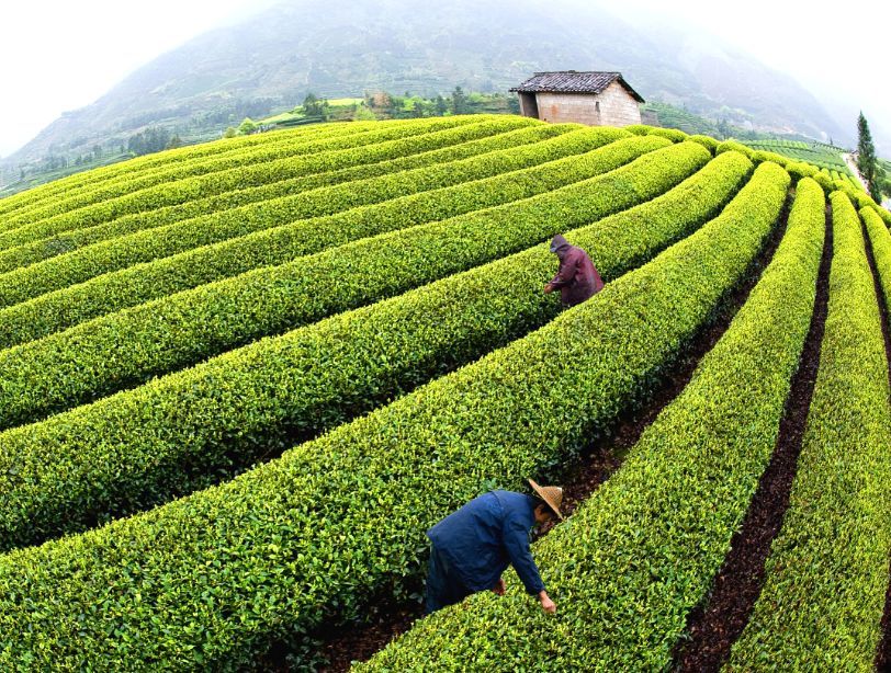 走过一山，就走过三季！这是梵净山的春天