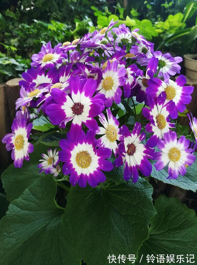 8种“坑人花”,过年谨慎入,没有“高技术”,养一盆枯一盆