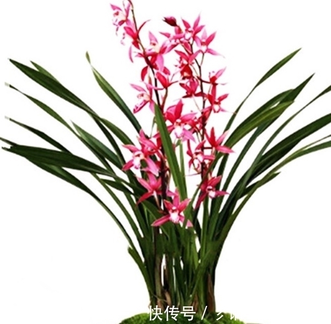 开花期|室内养兰花和君子兰,怎样让花箭窜得高?三个方法简单实用