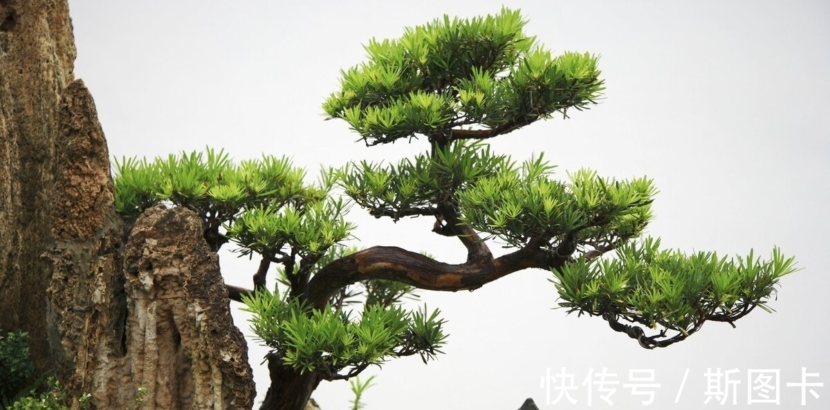 李商隐$从此静窗闻细韵,琴声长伴读书人。意蕴悠长的小松古诗,值得欣赏